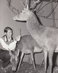 A pair of irish red deer stag and hind in the Ulster Museum mounted by bob davey taxidermist who now paints under Hamilton Sloan name